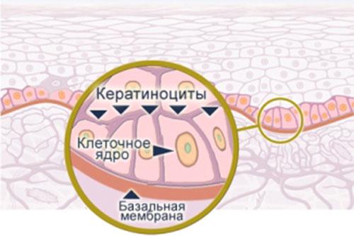 Индивидуальный рисунок кожи определяет слой