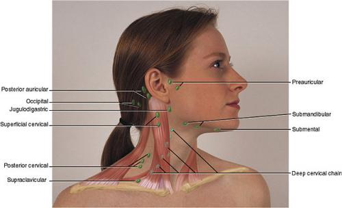 Юкуко танака японский массаж лица. Юкуко Танака и двухпальцевый массаж Зоган (Zogan)