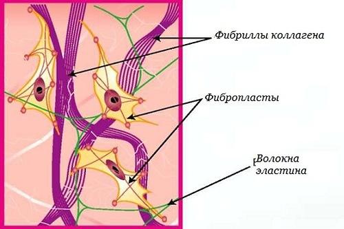 Картинка коллаген и эластин