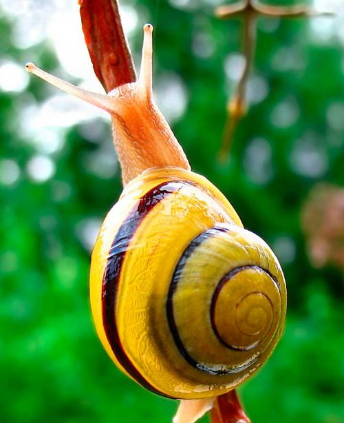 Тайский крем с улиткой. Крем с улиткой Snail Blink – из чего делают крем с улиткой?