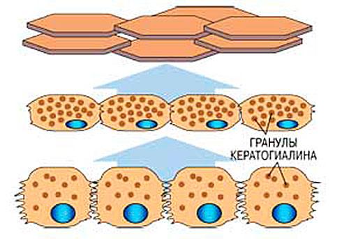 Базальная мембрана это часть эпидермиса. БАЗАЛЬНЫЙ СЛОЙ ЭПИДЕРМИСА