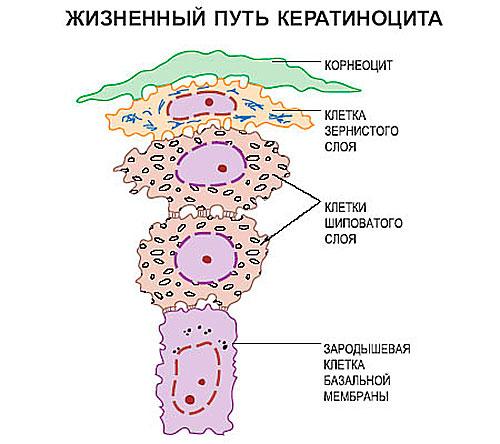 Базальная мембрана это часть эпидермиса. БАЗАЛЬНЫЙ СЛОЙ ЭПИДЕРМИСА