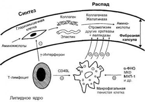 Катаболизм эластина схема