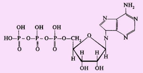 Обмен веществ в клетке. Анаболизм и катаболизм