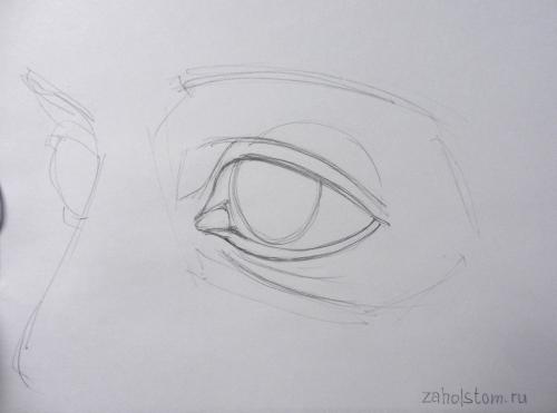 Круглые глаза рисунок. Как рисовать глаза? Рисунок глаза карандашом от «а» до «я».