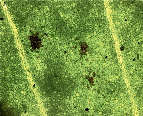 Перекрест Волос Под Микроскопом 02 Перекрест Волос Под Микроскопом 02