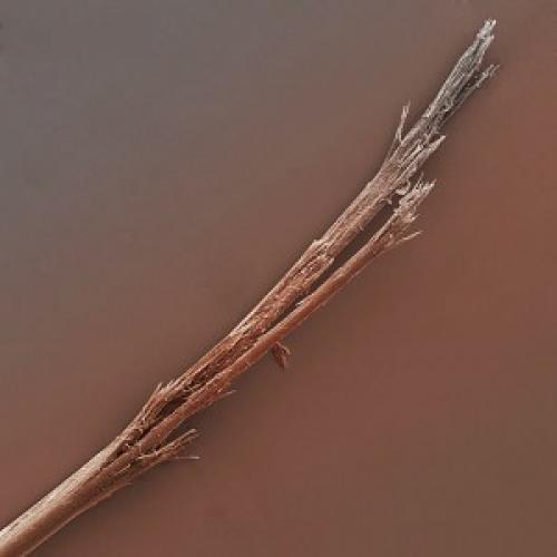 Ломкость волос у корней. Внешние проявления