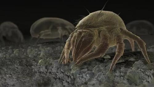 На коже головы белые шарики. Другие причины, влияющие на облысение