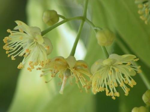 Средства для лечения волос. Выпадение волос: лечение народными средствами