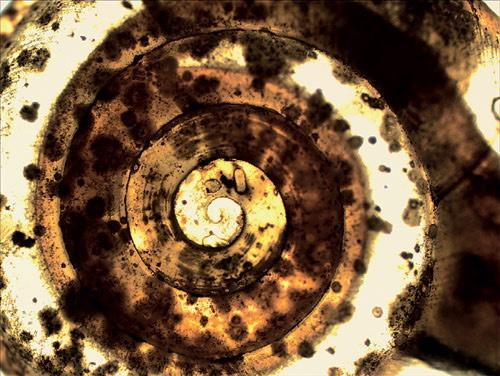 Перекрест Волос Под Микроскопом 01 Перекрест Волос Под Микроскопом 01