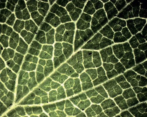 Перекрест Волос Под Микроскопом 03 Перекрест Волос Под Микроскопом 03