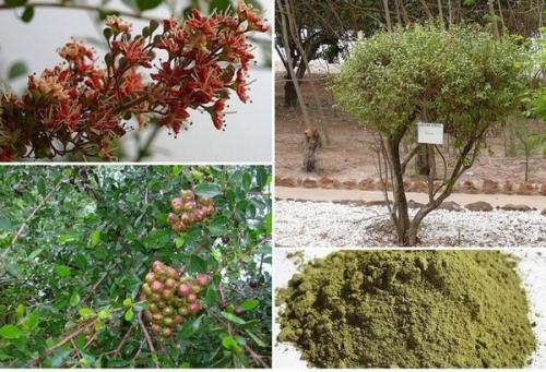 Хна или басма, что лучше. Что такое хна и басма?