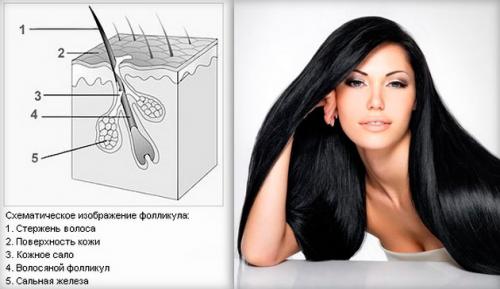 Как увеличить количество волос 02 Как увеличить количество волос 02