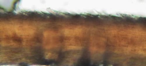 Волосы очень пористые. Почему появляются пористые волосы