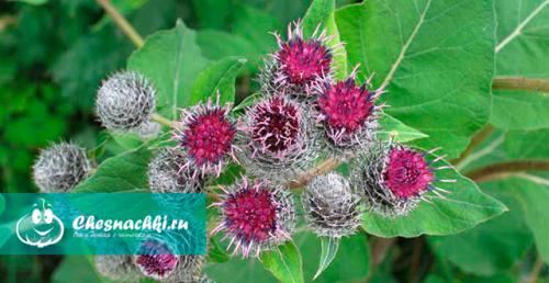 Как вылечить волосы от выпадения и сделать гуще в домашних условиях. Репейное масло для лечения выпадения волос