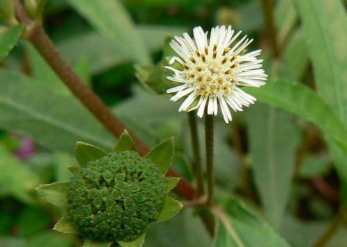 Брингарадж от выпадения волос. Брингарадж — аюрведическое растение для волос и лица