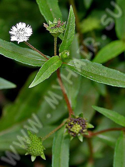 Масло для волос брингарадж. Описание 03