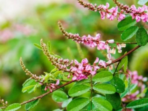 Как правильно краситься басмой в черный цвет. Основные правила окрашивания басмой 05