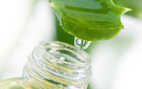 Польза геля алоэ. Польза питьевых гелей алоэ вера для организма