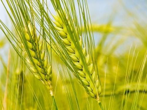 Hydrolyzed wheat protein в косметике. Гидролизованные протеины пшеницы