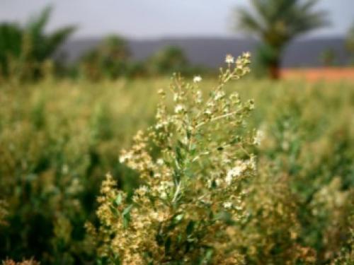 Ааша индийская краска для волос. Отзыв 25 Ааша индийская краска для волос. Отзыв 25