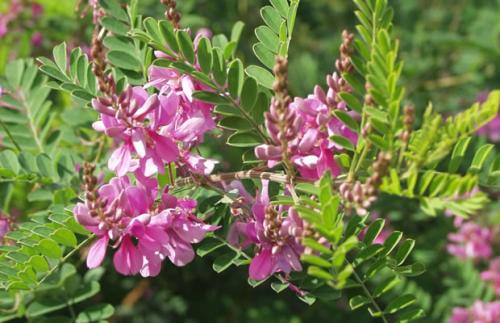 Басма для волос, как пользоваться. Современное применение басмы: разнообразие рецептов и польза