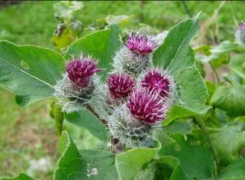 Уксус от перхоти. Уксус против перхоти