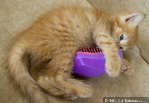 Расческа для волос TANGLE TEEZER. Расческа TANGLE TEEZER Thick  Curly: дорогая безделушка или непозволительная роскошь?