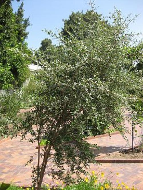 Седина в исламе. Хадис: «Лучшее, что вы можете использовать для окрашивания седины»