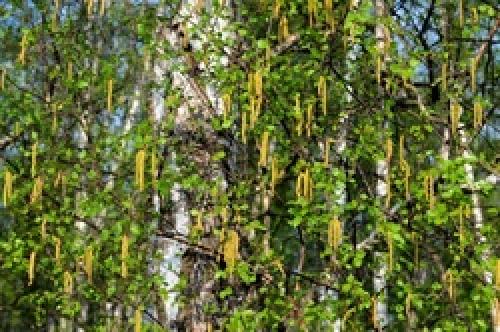 Березовые листья от прыщей. Березовые почки и листья от прыщей