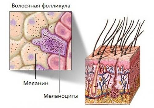 Почему седеют волосы у детей. КОГДА ДОЛЖНЫ ПОЯВЛЯТЬСЯ СЕДЫЕ ВОЛОСЫ?