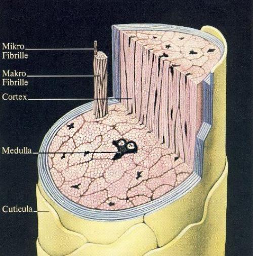 Можно ли красить волосы во время месячных
