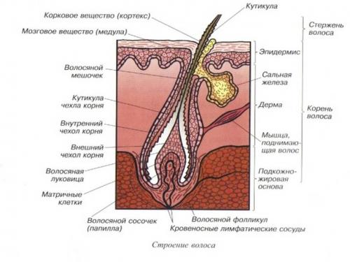 Что такое волосы человека. Волос человека: химический состав 01