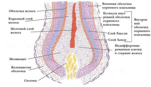 Что такое волосы человека. Волос человека: химический состав 02