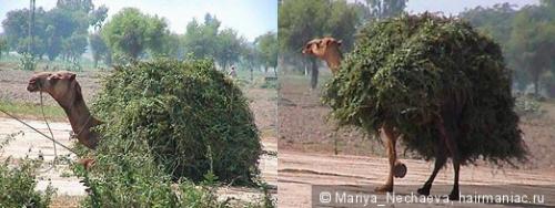 Маска для волос с хной. Простой рецепт маски с хной для быстрого роста и укрепления волос