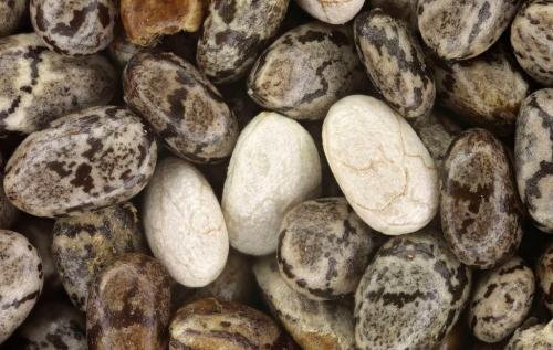 Семена чиа для похудения. Состав и полезные свойства