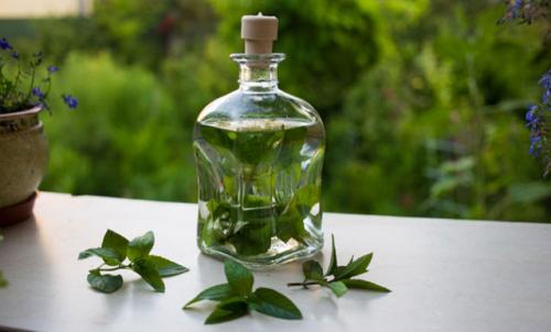 Настойка перечной мяты применение. Настойка мяты