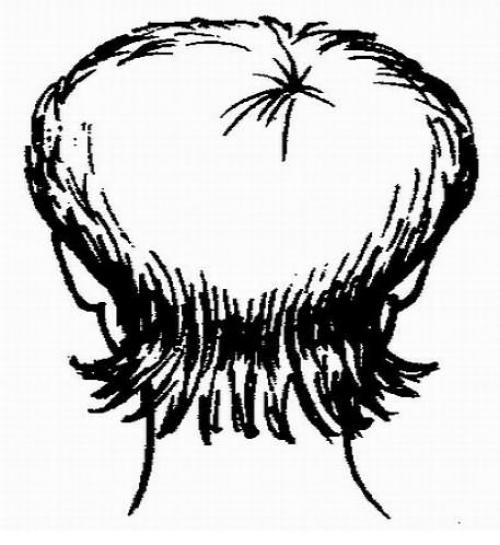 Техника короткая женская стрижка. Схема универсальной короткой стрижки 04 Техника короткая женская стрижка. Схема универсальной короткой стрижки 04