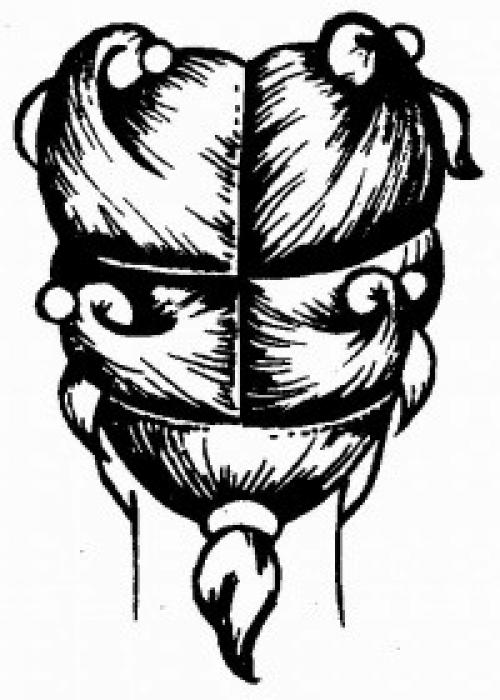 Деление головы на зоны парикмахер. Деление волос на зоны.