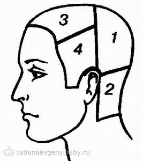 Деление головы на зоны парикмахер. Деление волос на зоны.