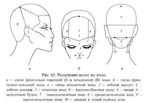 Основные проборы головы. ЗОНЫ ВОЛОСЯНОГО ПОКРОВА ГОЛОВЫ