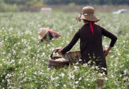 Масло жасмина для лица. Жасминовое масло — забота о коже вашего лица