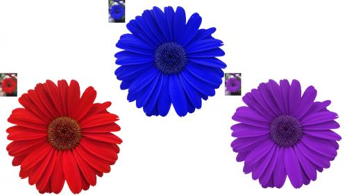 Изменить цвет волос онлайн на пк. Как изменить цвет волос онлайн на фото в Фотошопе