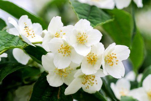 Отвар жасмина для волос. Жасмин и чубушник