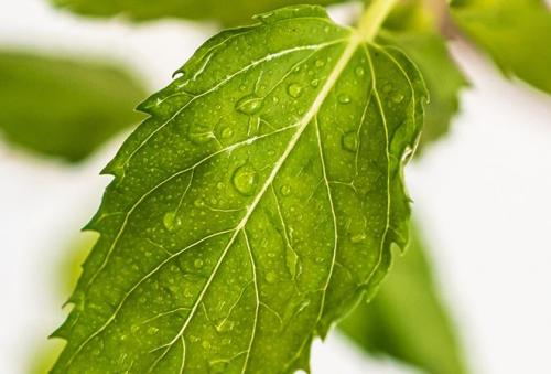 Настойка мяты для волос спрей. Применение мяты для волос