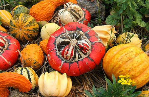 Тыквенное масло при облысении. Масло из тыквенных семян в борьбе с гирсутизмом и алопецией