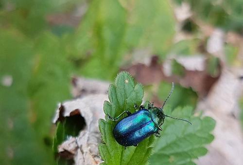 Настойка мяты для волос спрей. Применение мяты для волос