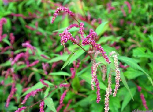 Маски для волос с стручковым перцем. Приготовление домашних средств на основе перца 05