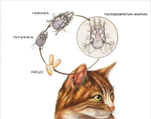 Гнездной алопеции причины. Особенности заболевания у мужчин 02