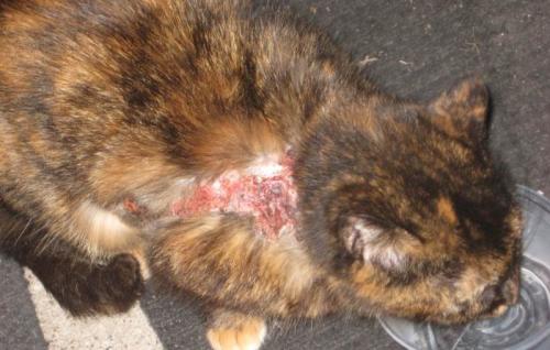 Гнездной алопеции причины. Особенности заболевания у мужчин 03